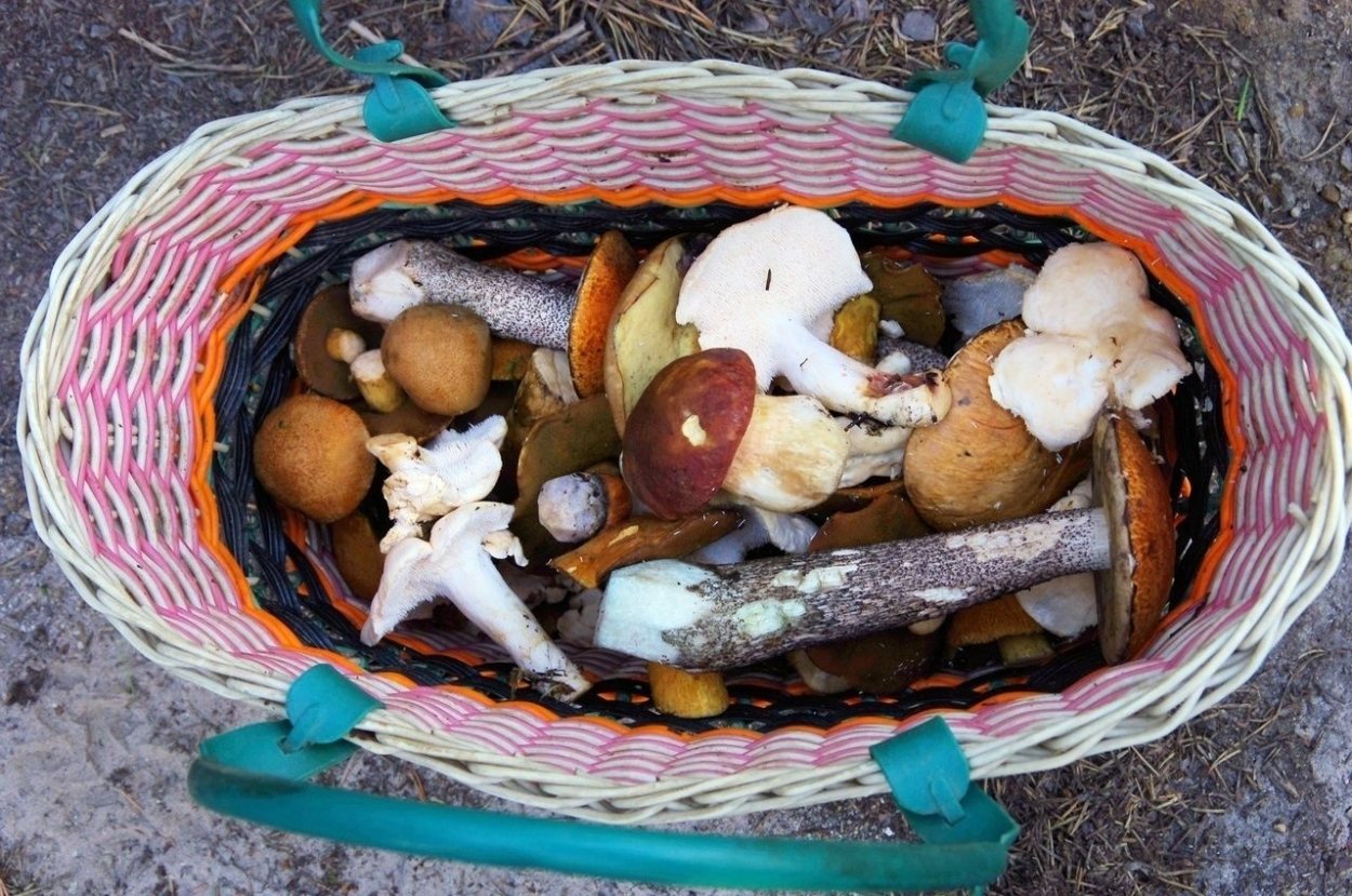 Р. про сбор грибов