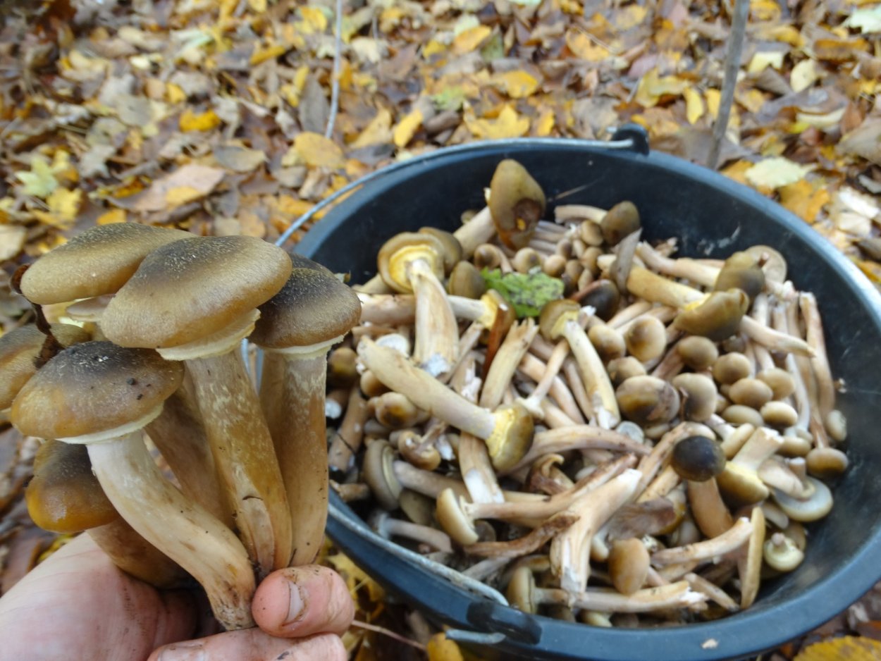 Грибы в Анапе