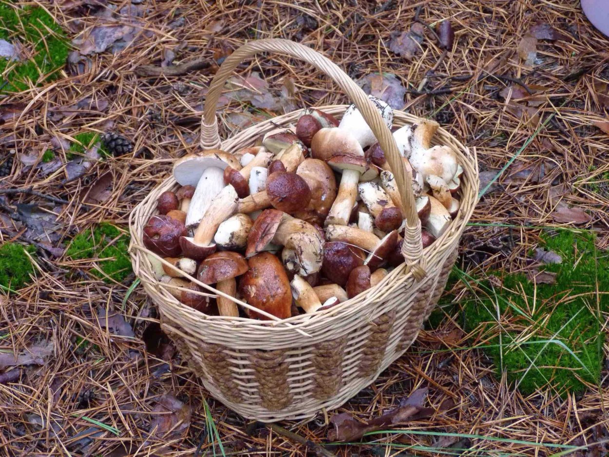 Песочники грибы