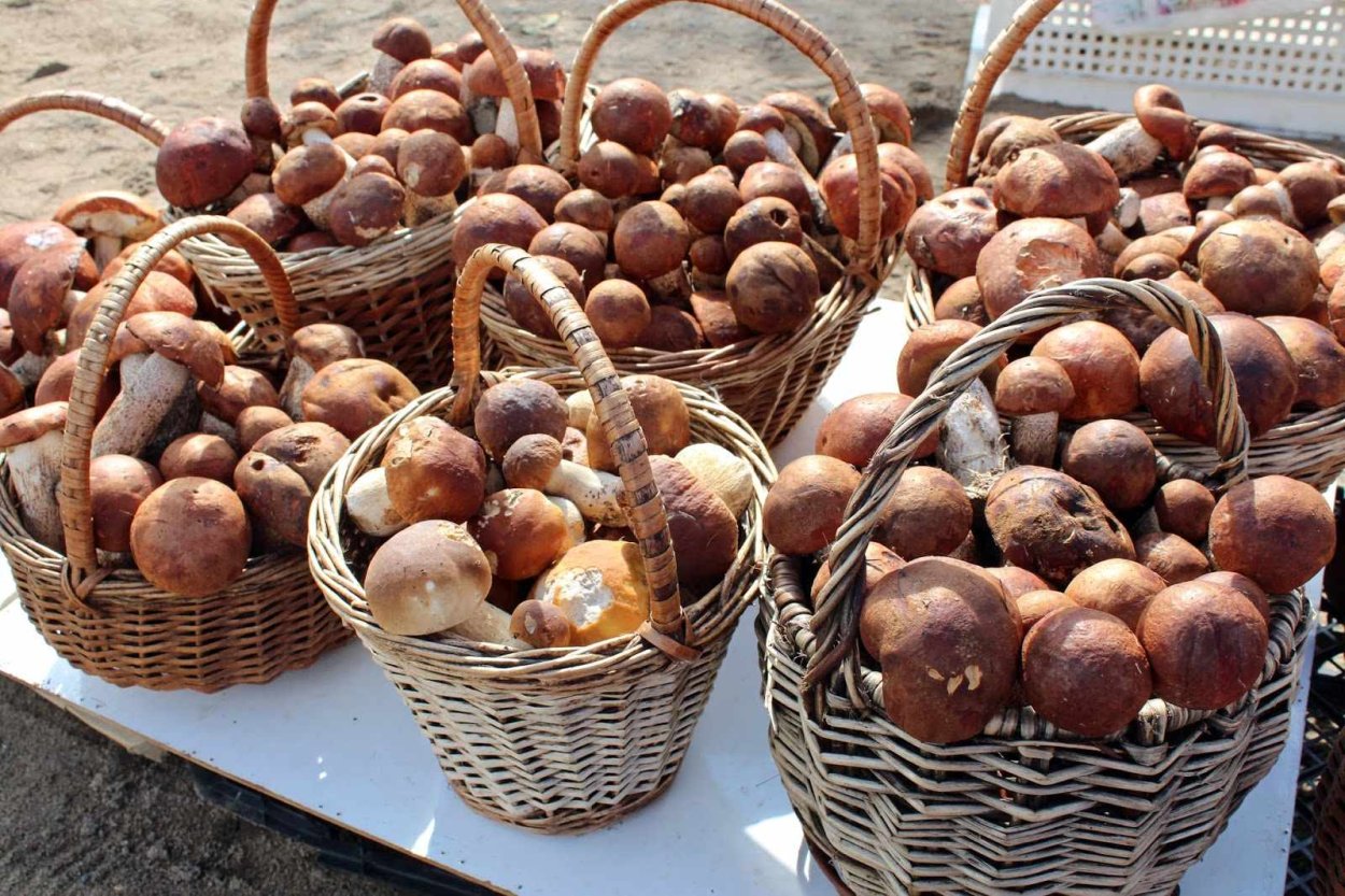 Подберёзовик гриб много