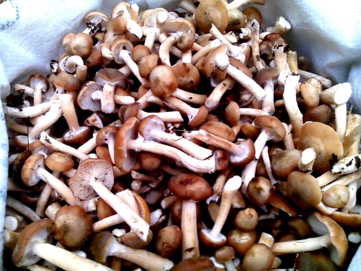 Опята в Абхазии