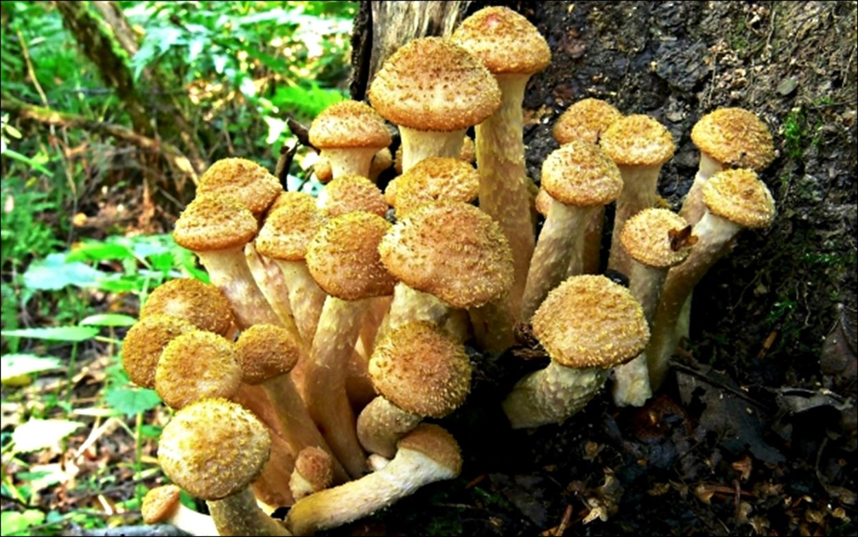 «Королевский опёнок» (чешуйчатка ворсистая)