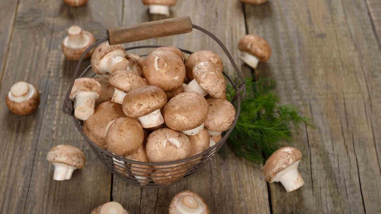 Карта белых грибов в Подмосковье 2022