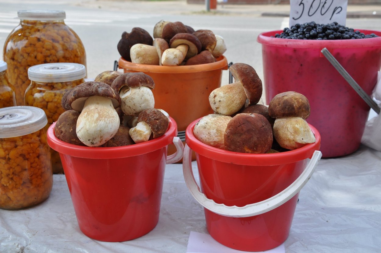 Белые грибы в Кировской области