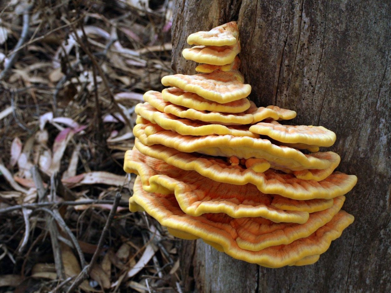 Laetiporus gilbertsonii