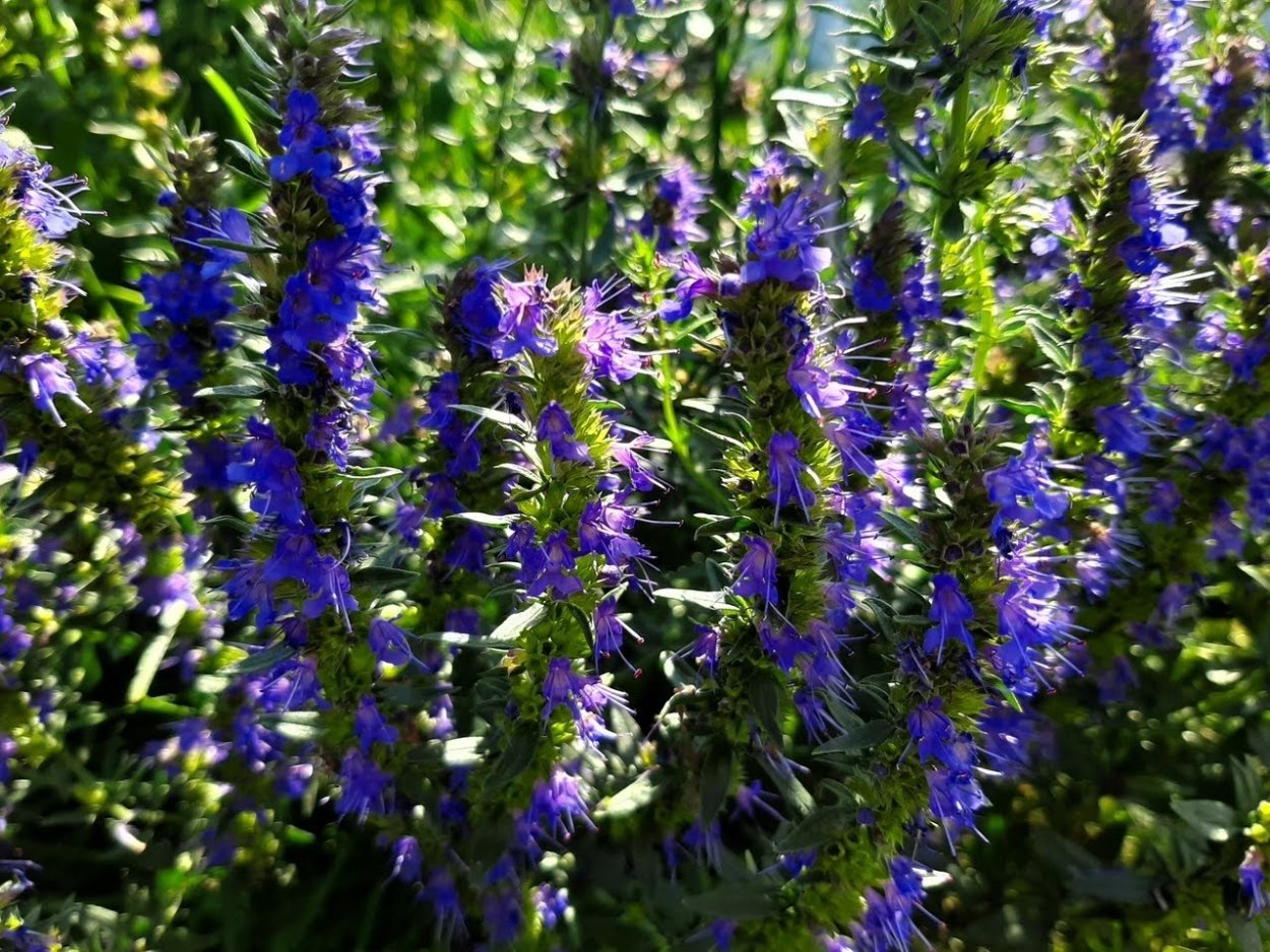 Иссоп трава