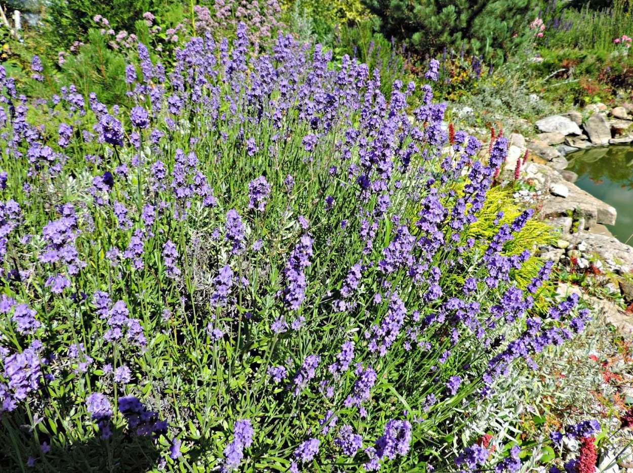 Тимьян эскиз