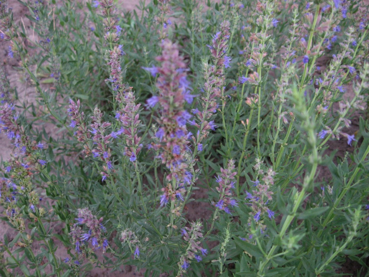 Иссоп растение