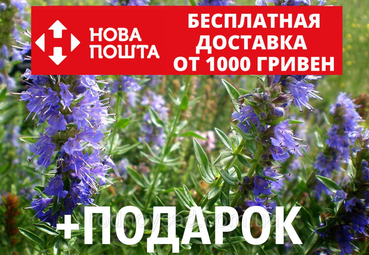 Иссоп синий зверобой заговоры