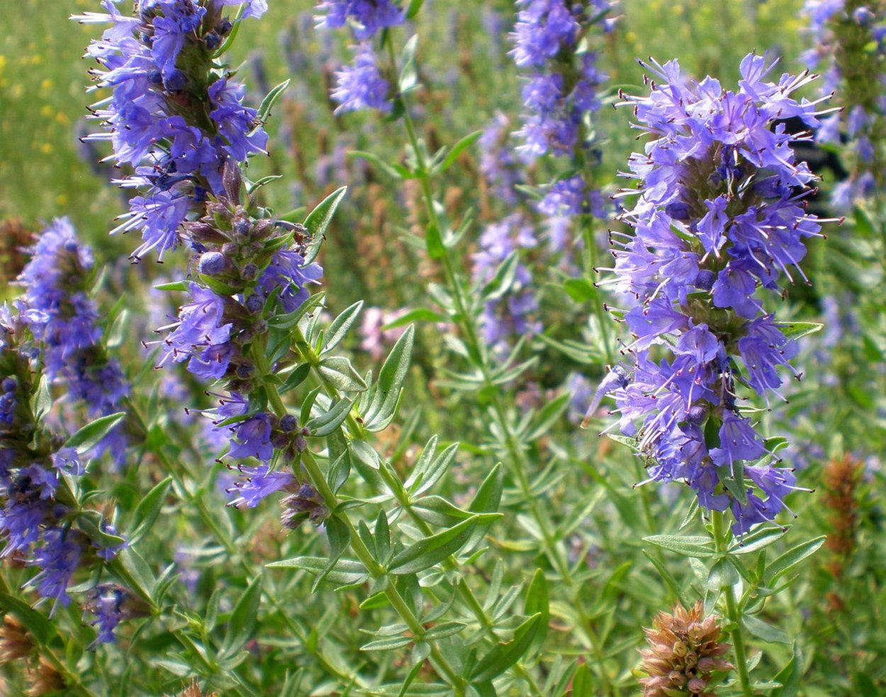 Иссоп лекарь