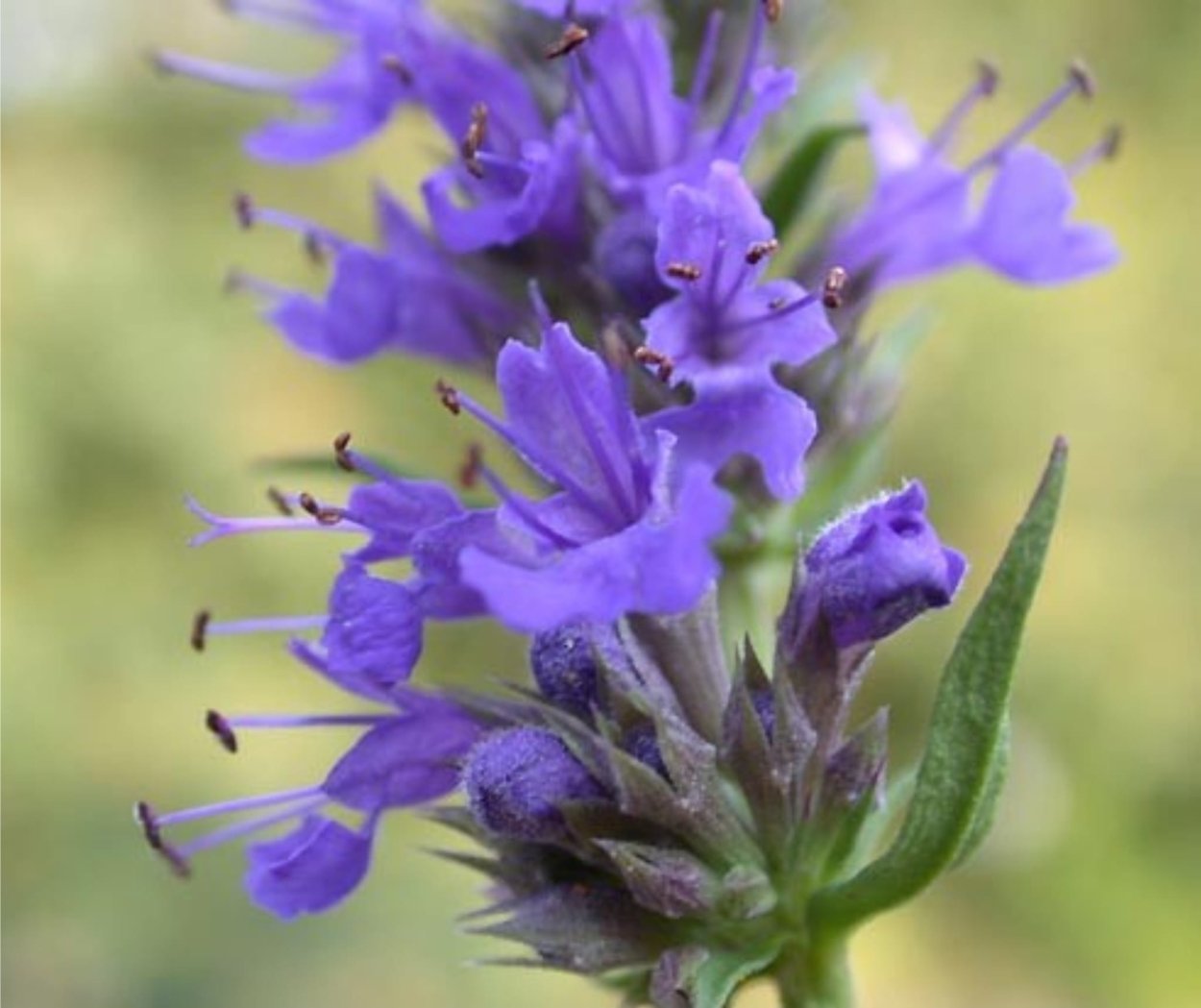 Иссоп трава