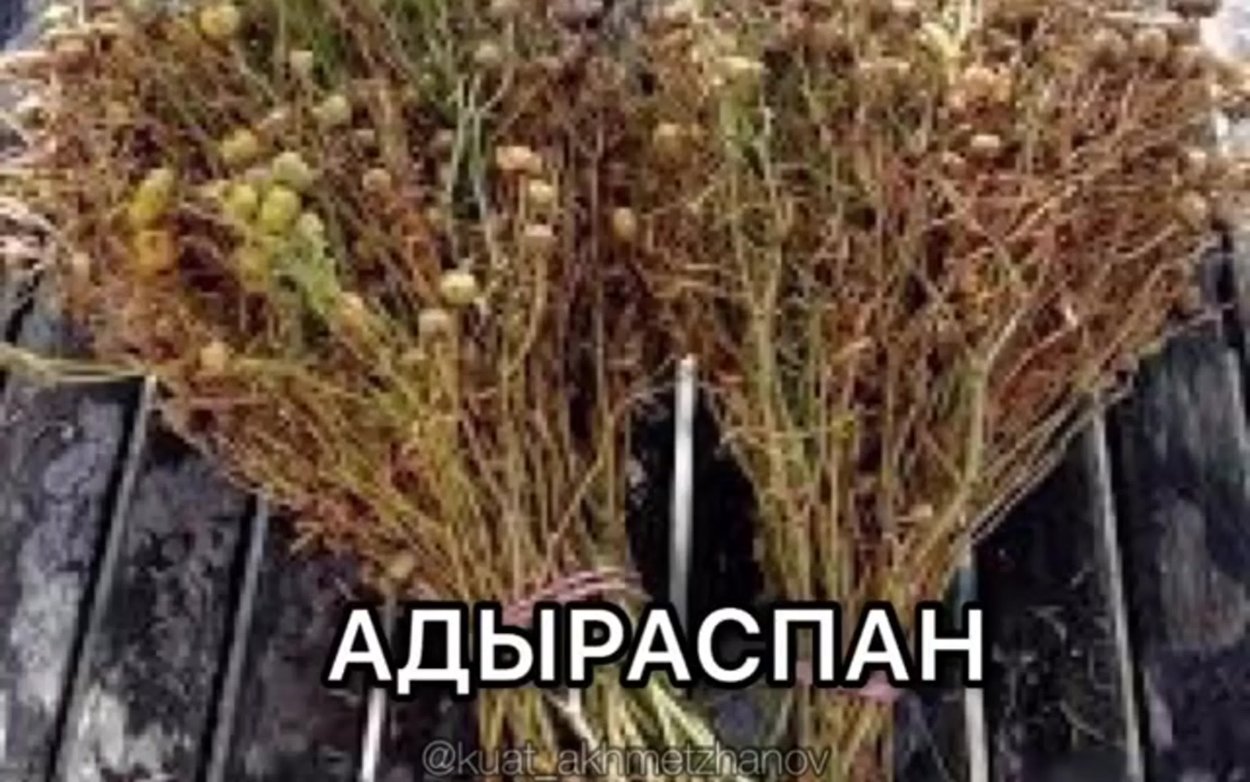 Трава адраспан очищает помещение от негатива