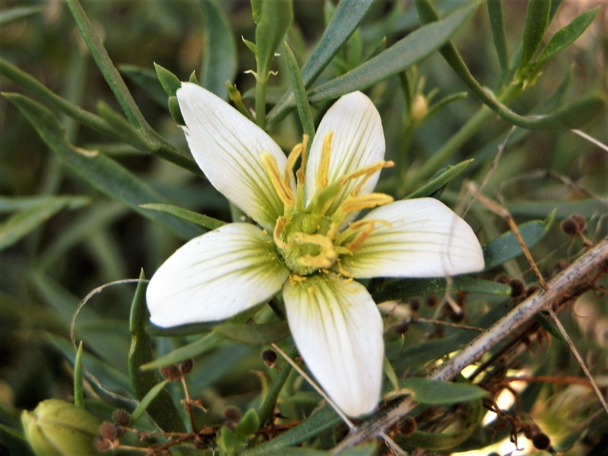 Дикая рута, гармала