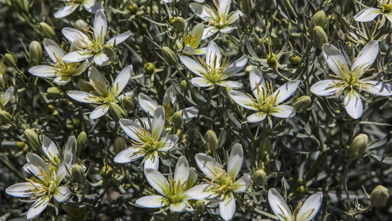 Гармала (рута, могильник, сплотник, Стрелина)