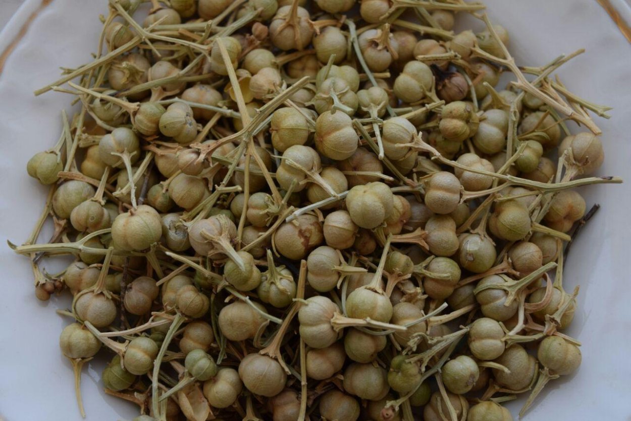 Гармала обыкновенная высушенные