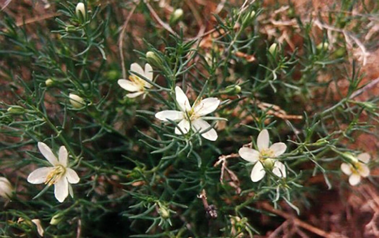 Трава Дикая рута. Гармала