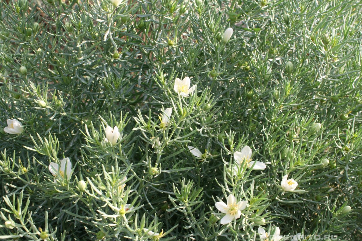 Гармала обыкновенная