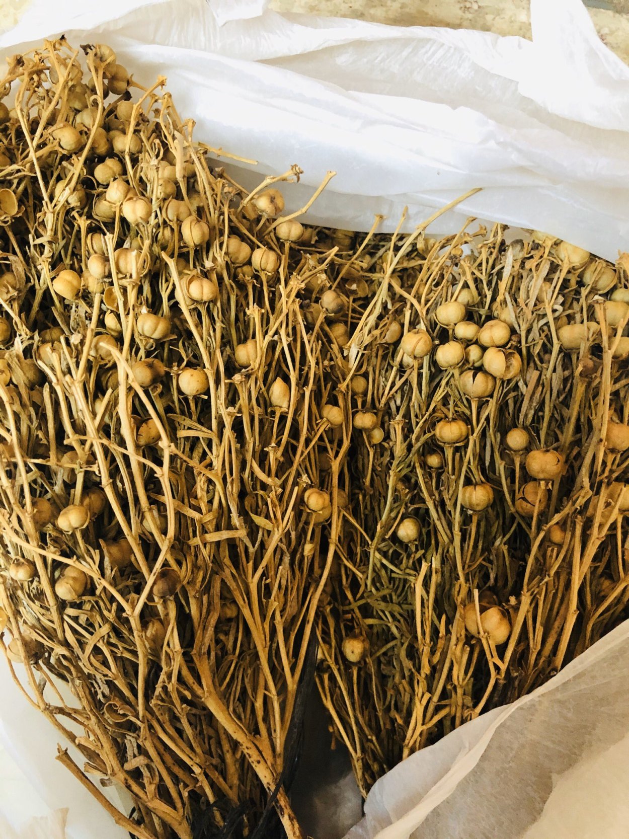 Гармала обыкновенная могильник