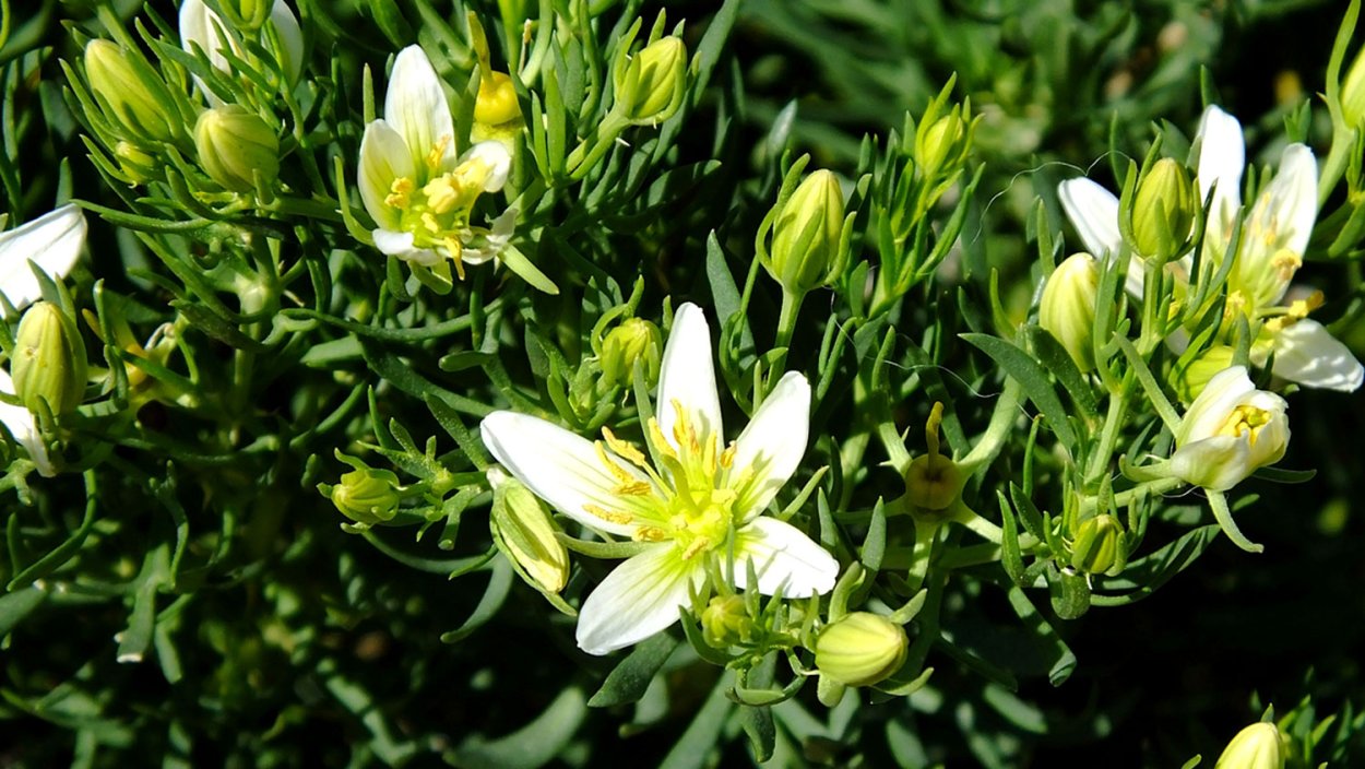 Гармалы Туркменистан