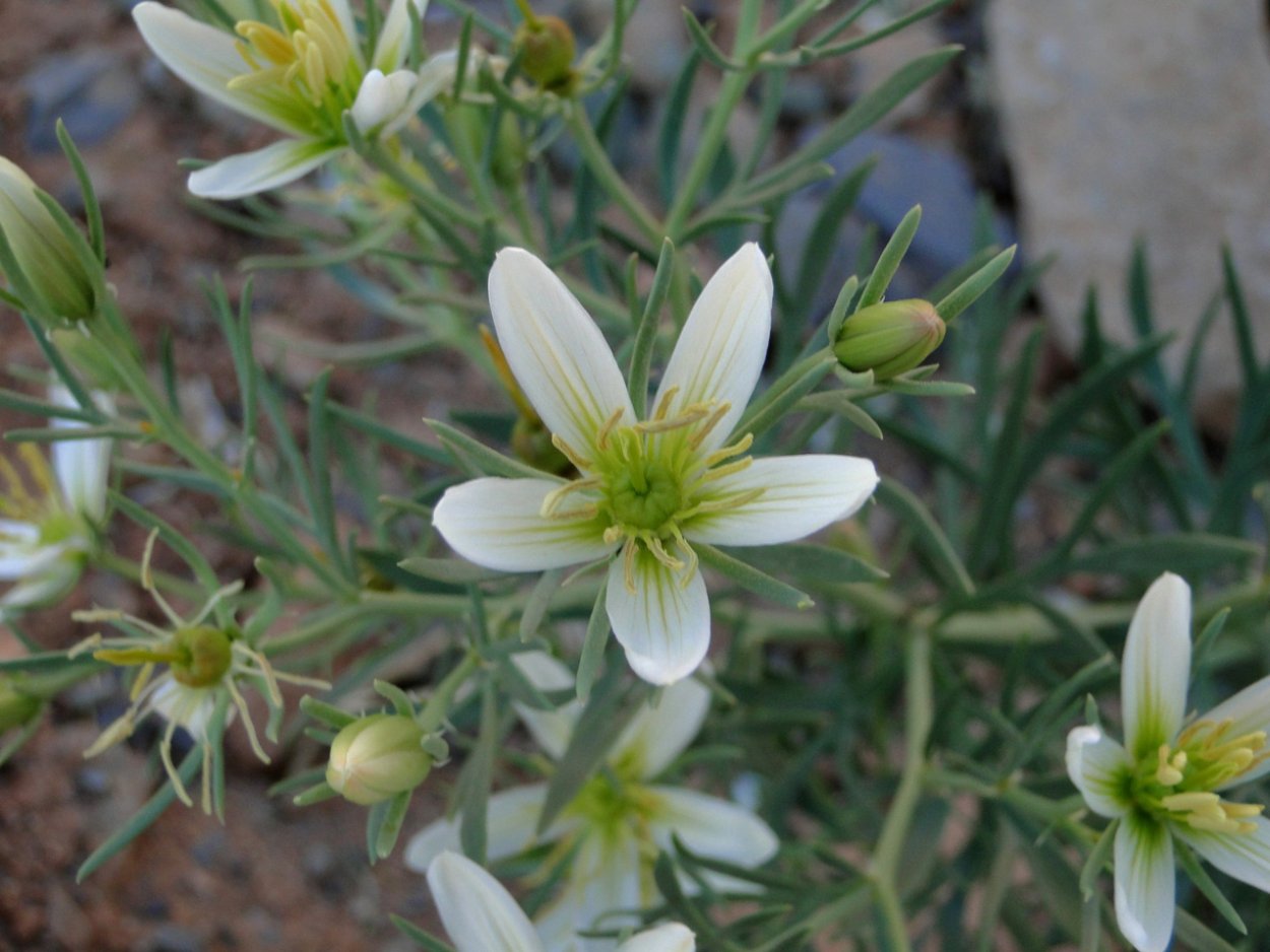 Дикая рута, гармала