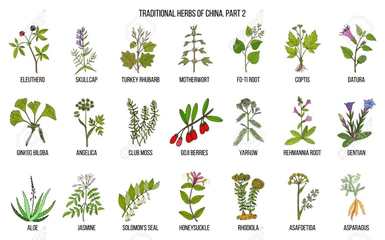 Целебные травы Китая рисунок