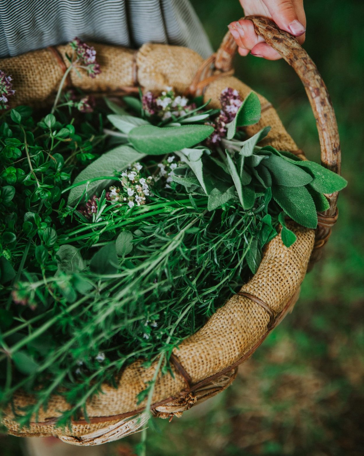 Папоротник ВЕДЬМИНА трава