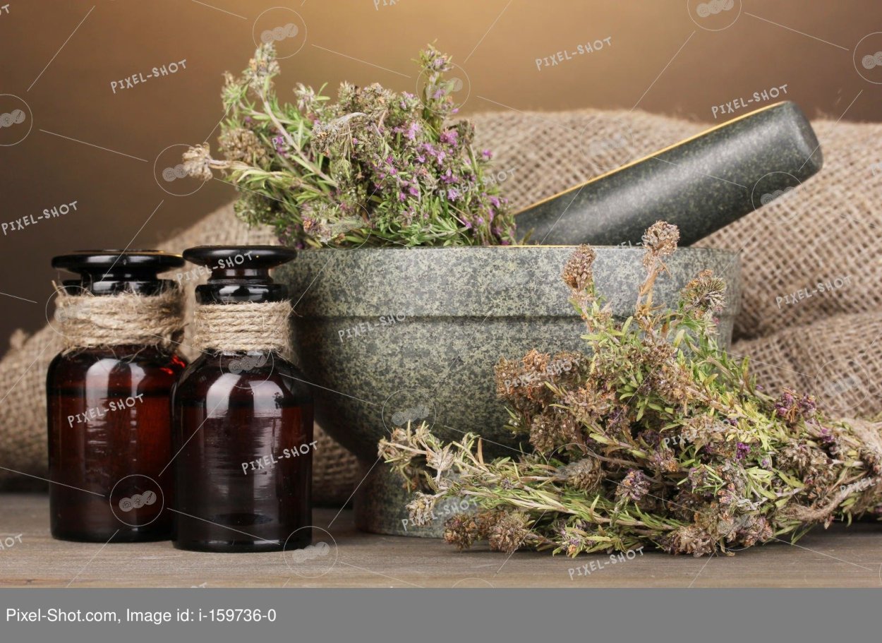 Тимьян ползучий чабрец фитотерапия