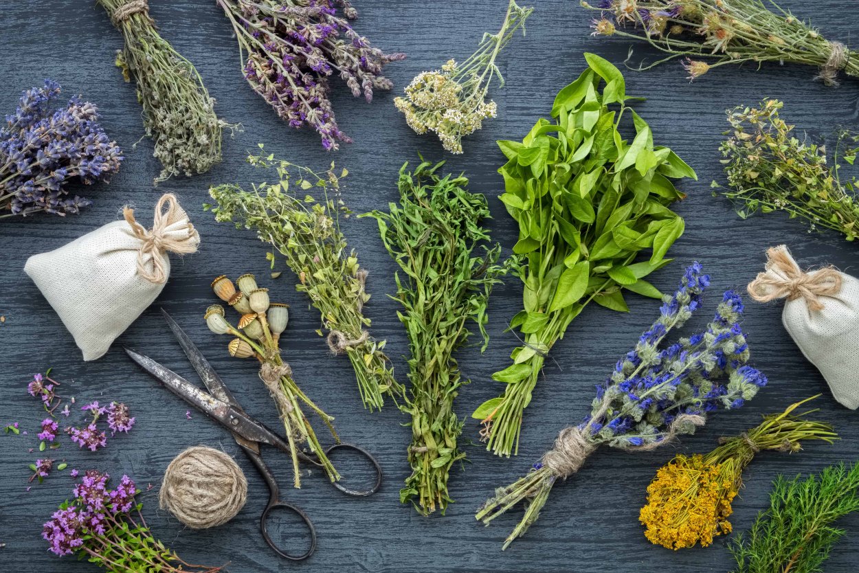 Лекарственные травы вид сверху