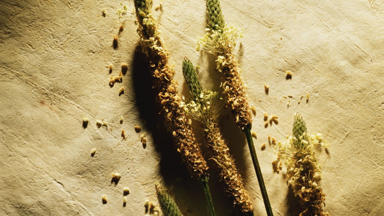 Обои HD Grain