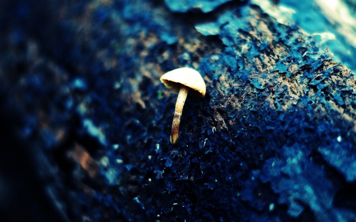 Синий гриб на древесине