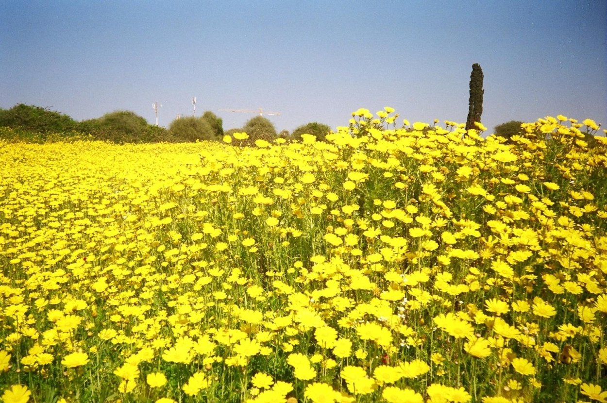 Луговые дикоросы желтые
