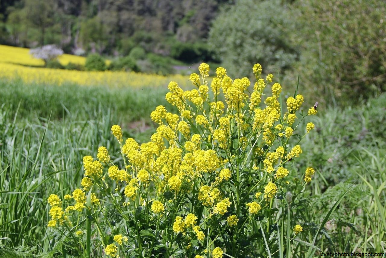 Многолистник Луговой