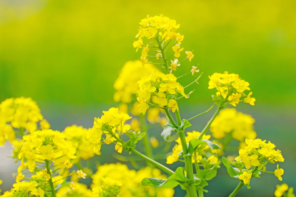 Многолистник луговойжелтый