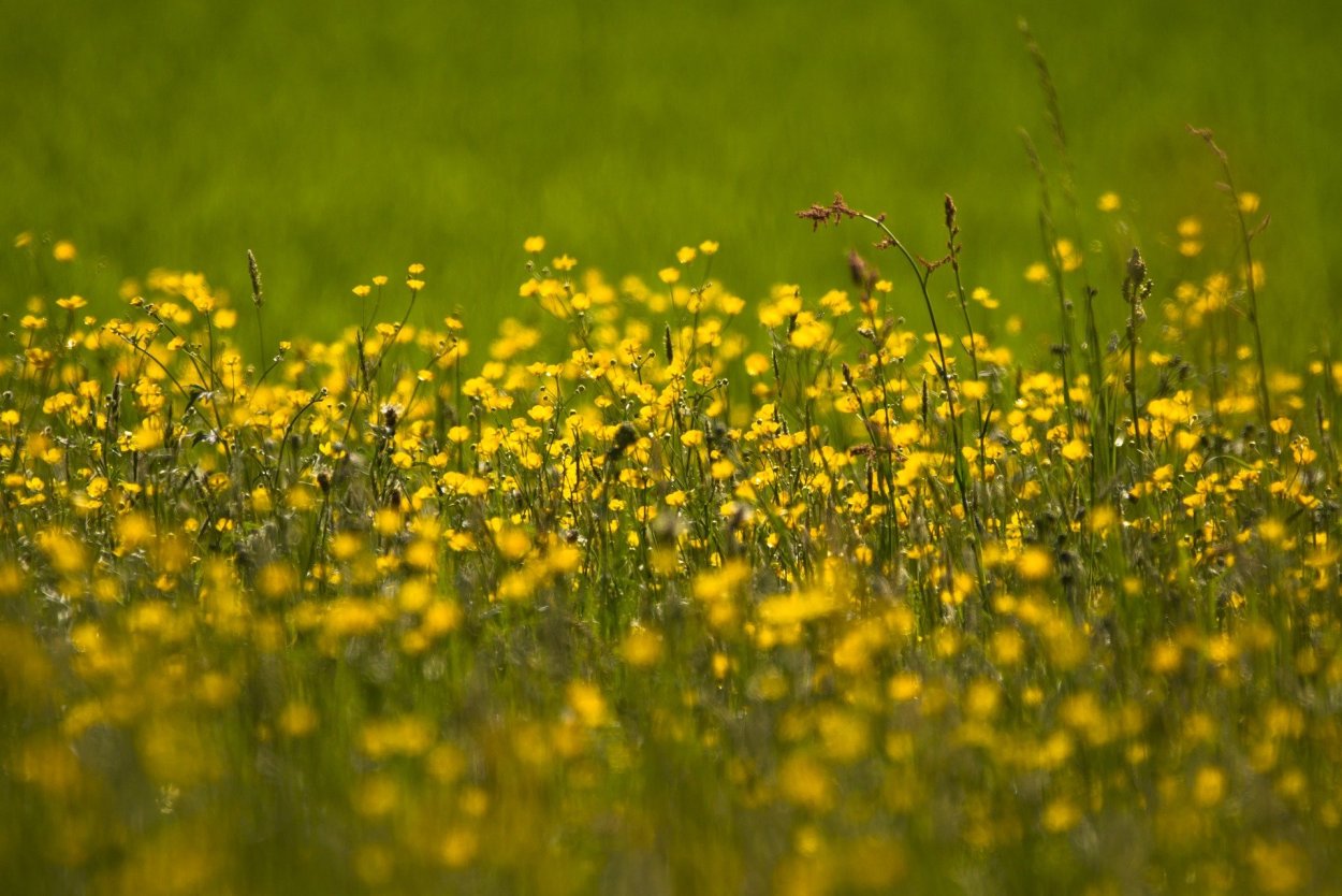 Горчица сарептская (Brassica juncea l.)