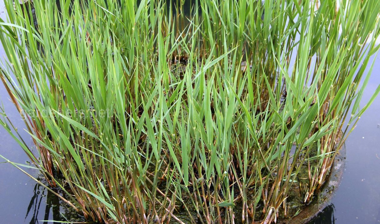 АИР болотный и камыш