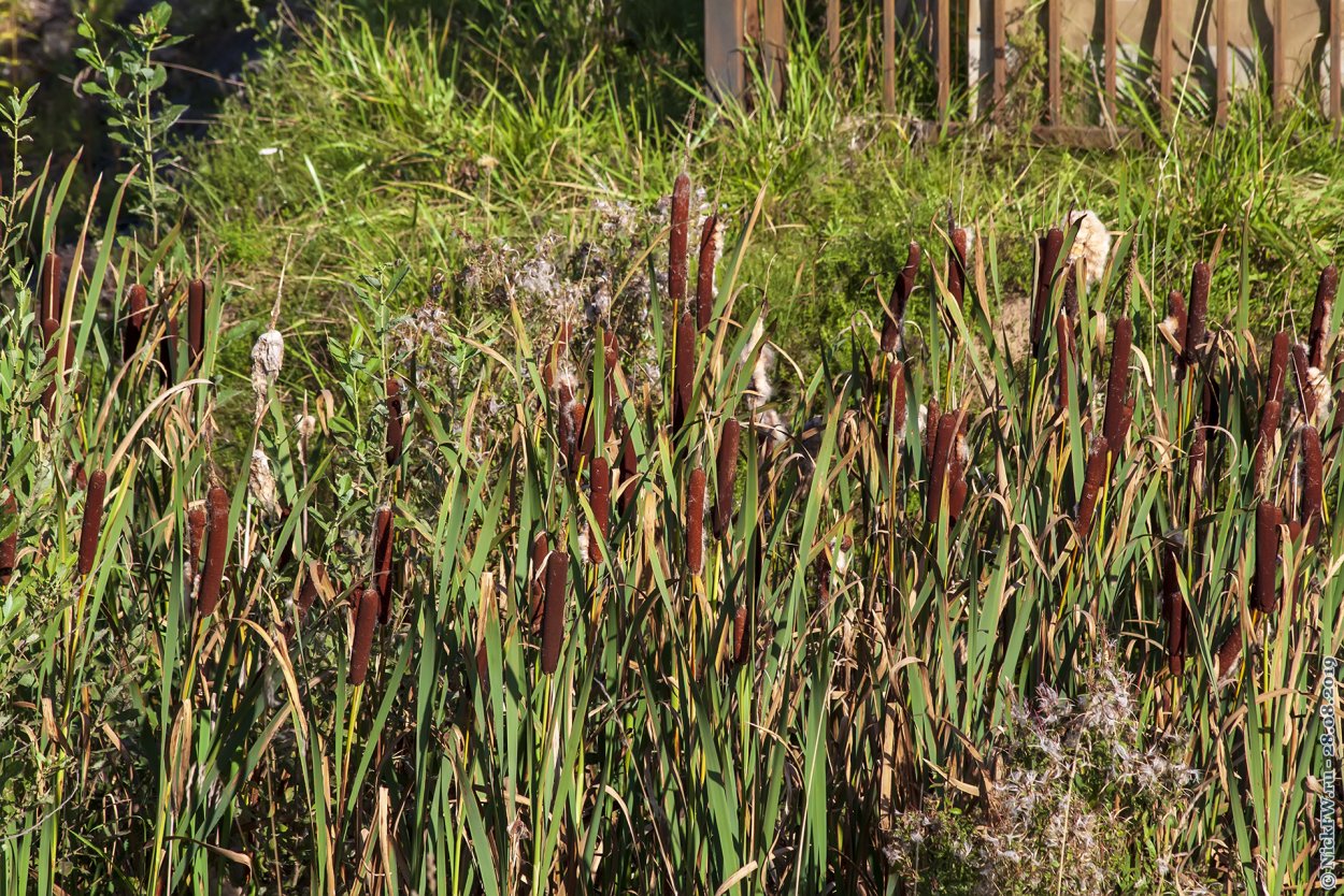 Камыш фото