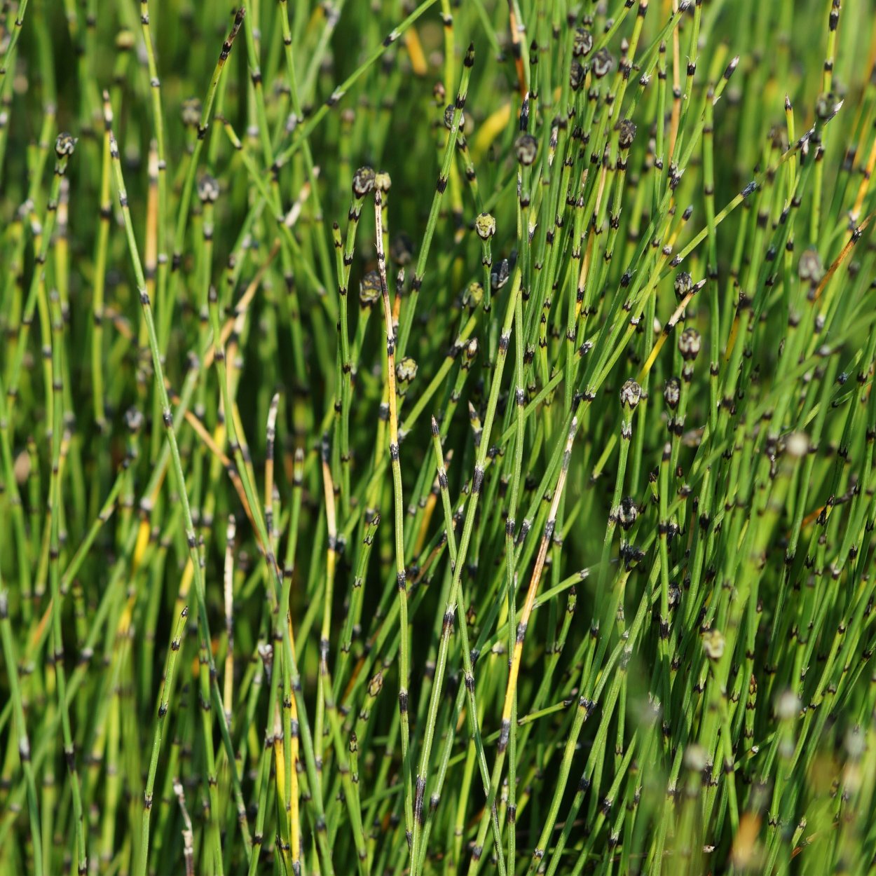 Equisetum variegatum хвощ пестрый