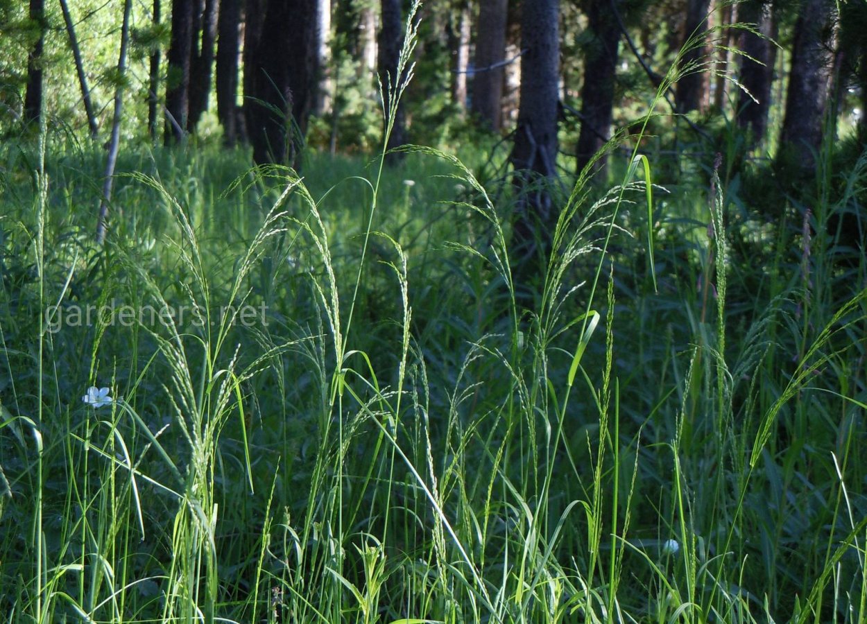 Мятлик болотный POA palustris