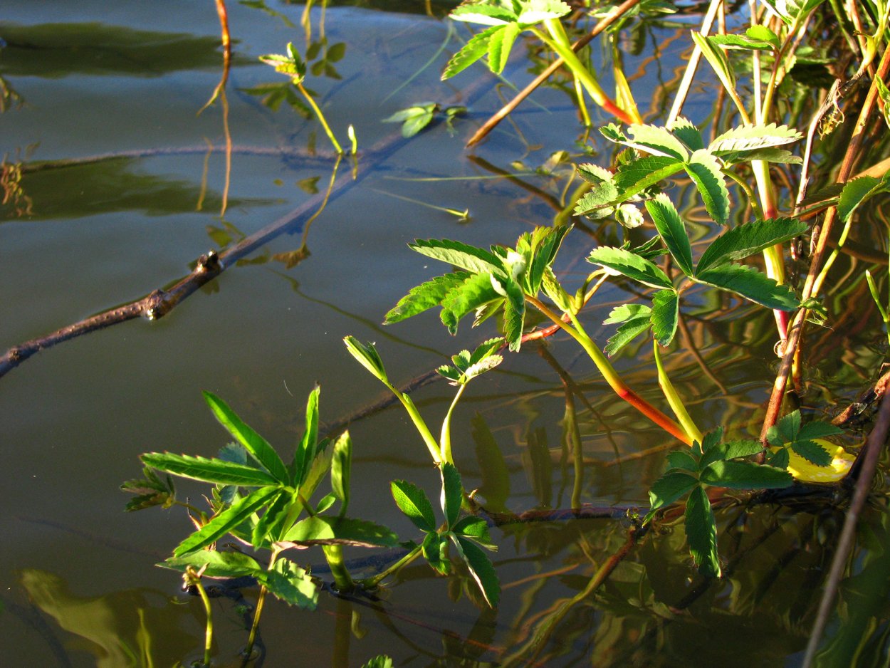 Болотистые болотные травы