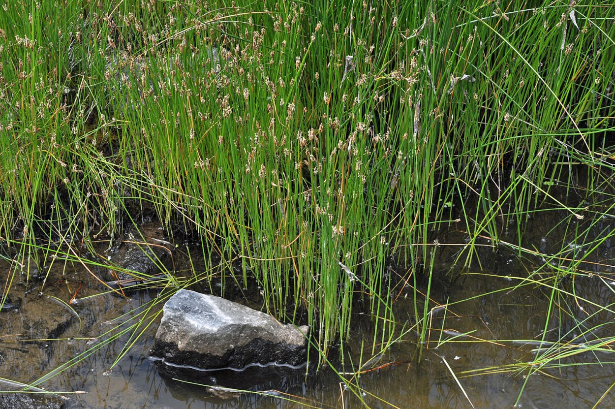 Болотница Болотная (Ситняг болотный