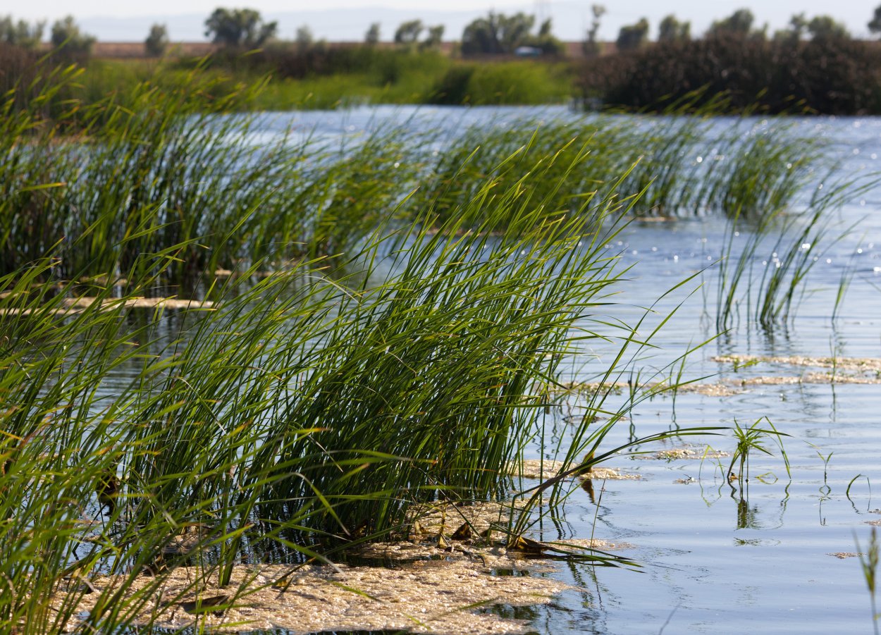 Тростник обыкновенный phragmites Australis
