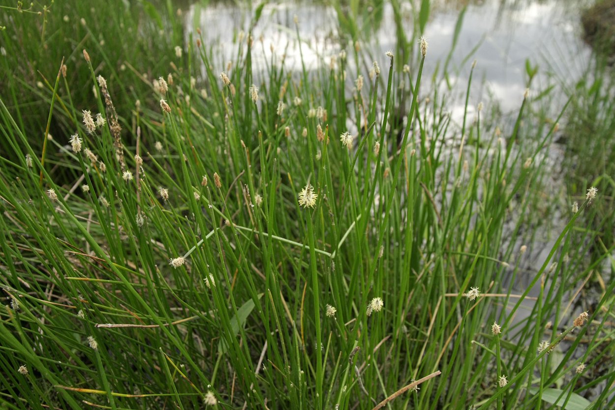 Болотница Болотная (Ситняг болотный