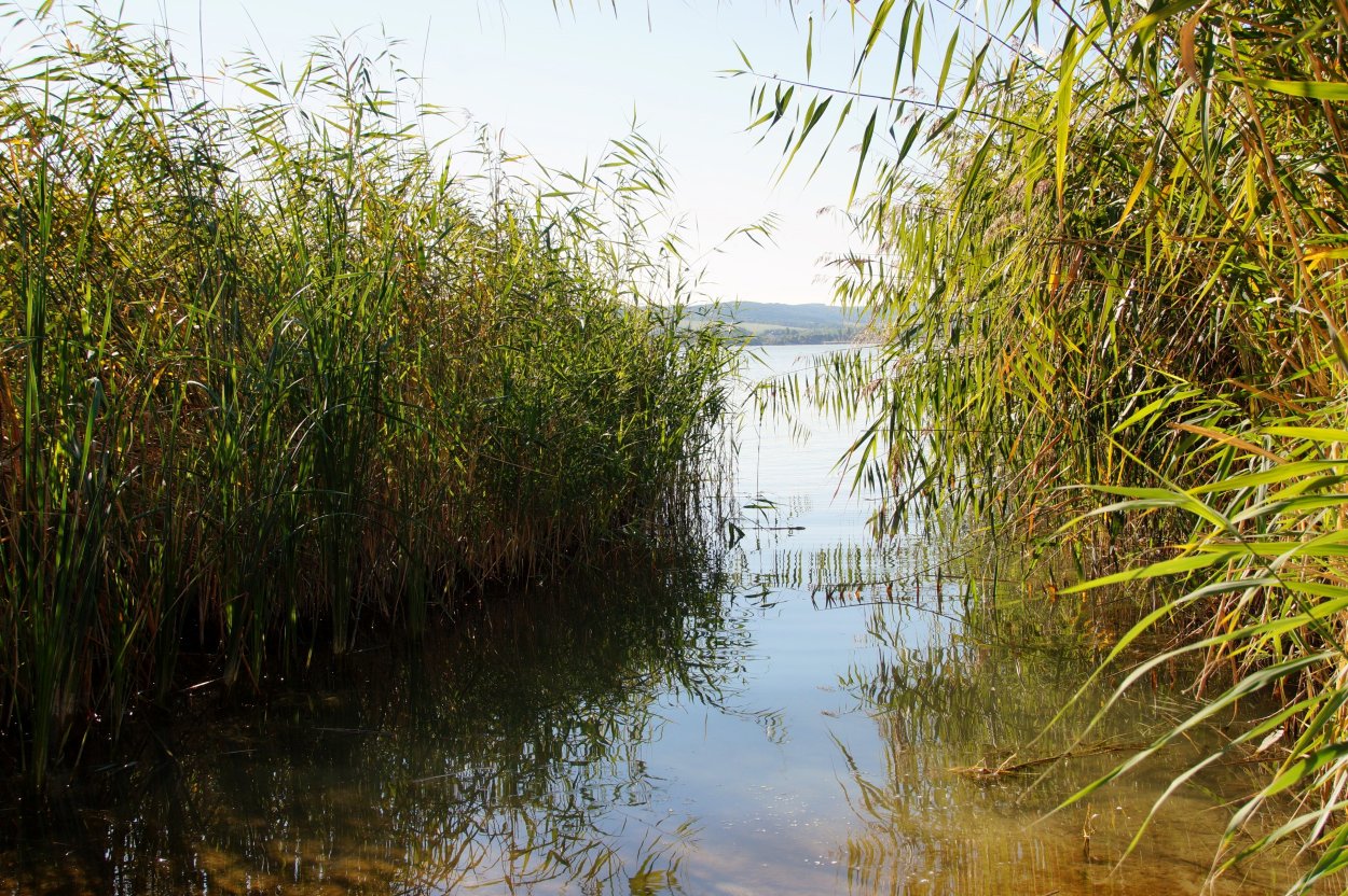 Водные растения водные растения камыш рогоз тростник