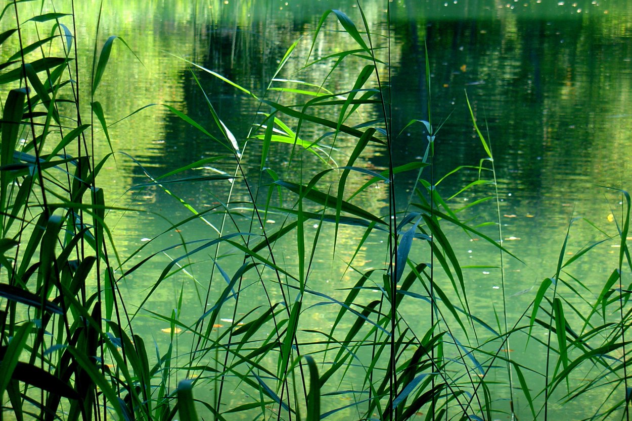 АИР болотный (Acorus Calamus)