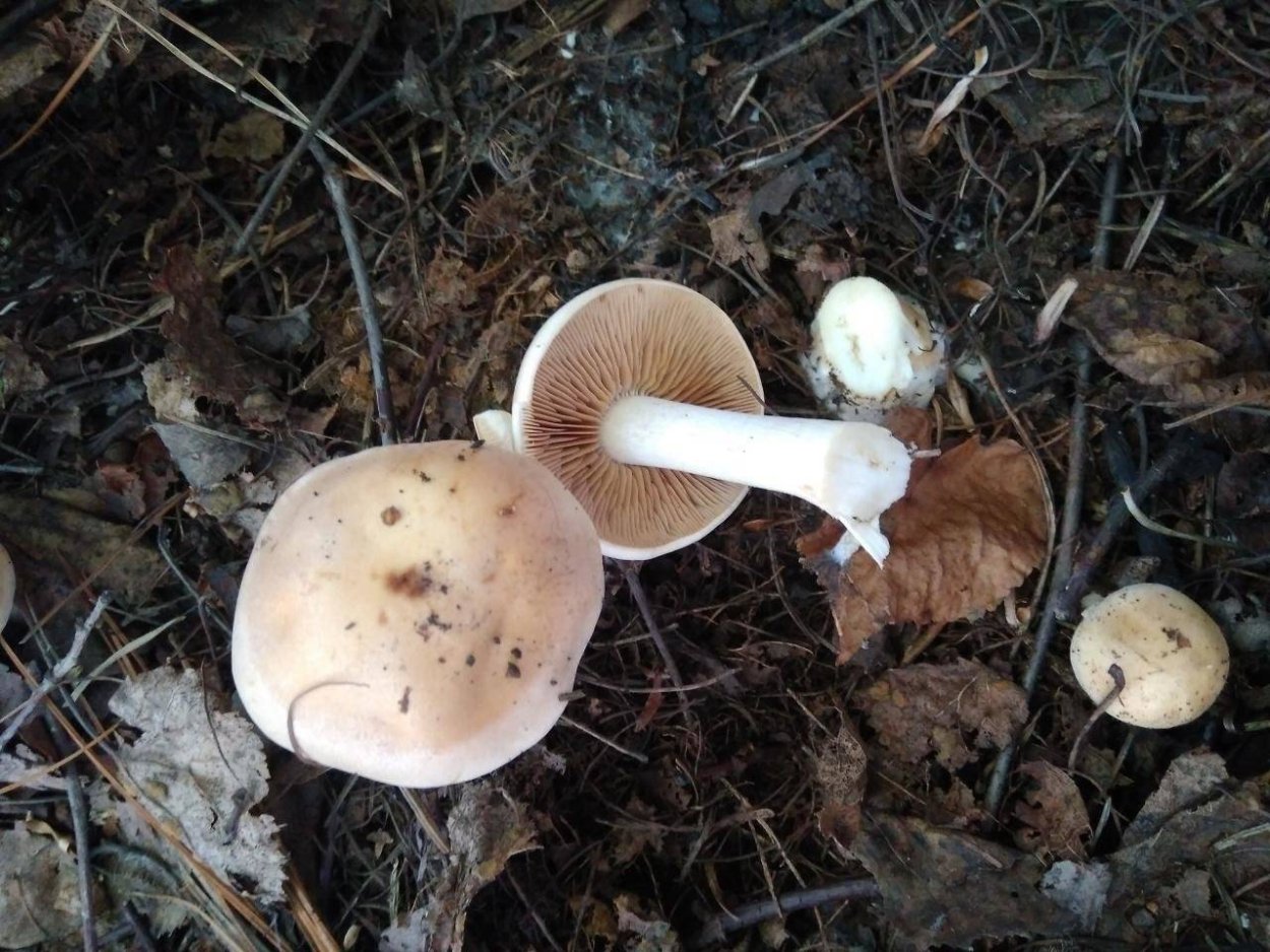 Гебелома Дюнная