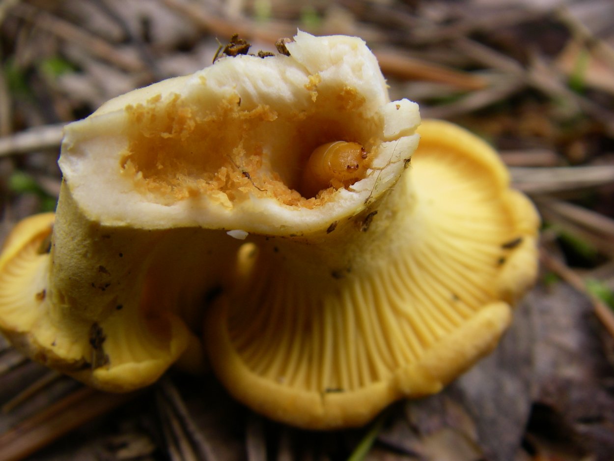 Шампиньон Агариковые