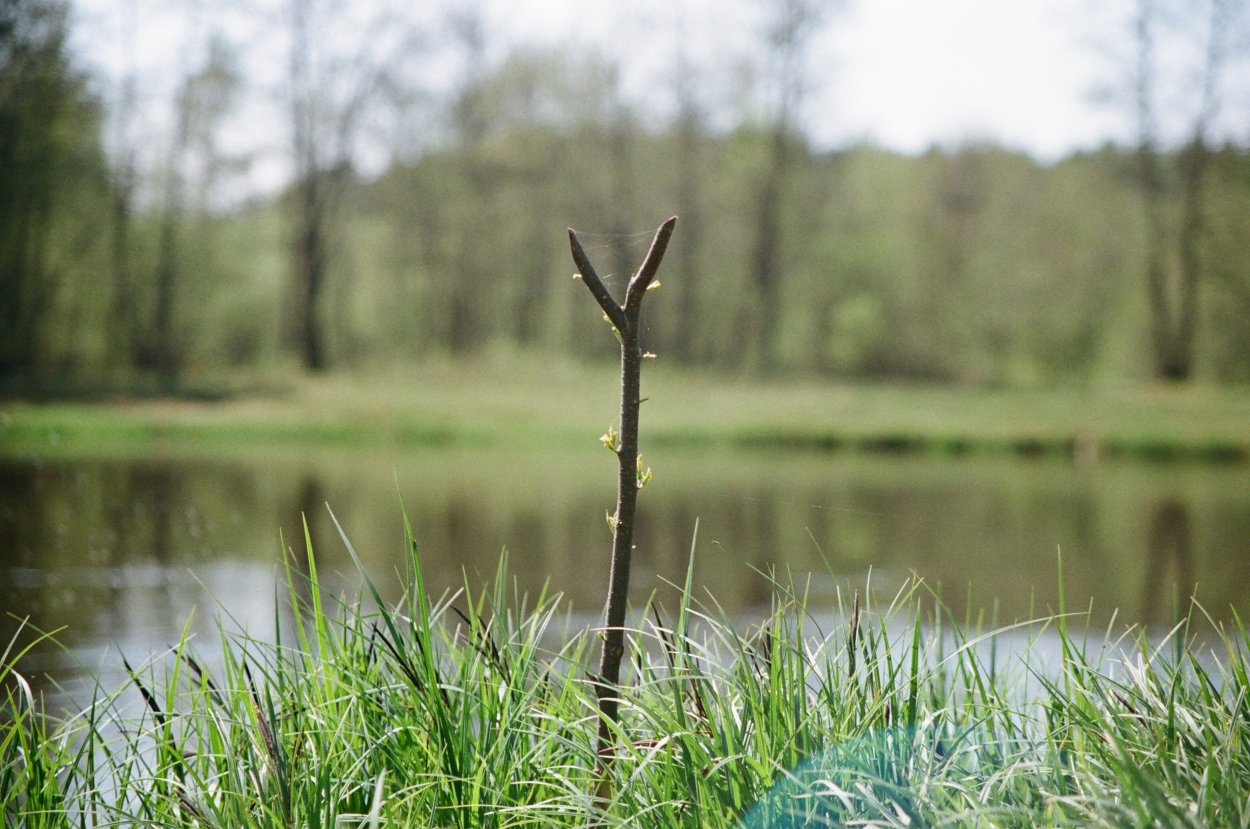 Трава высокая в болотистых местах