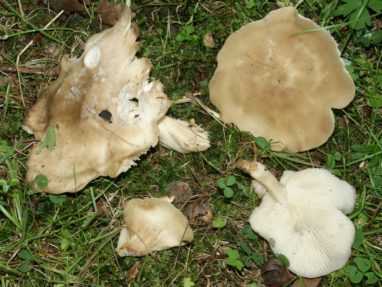 Белый Степной гриб