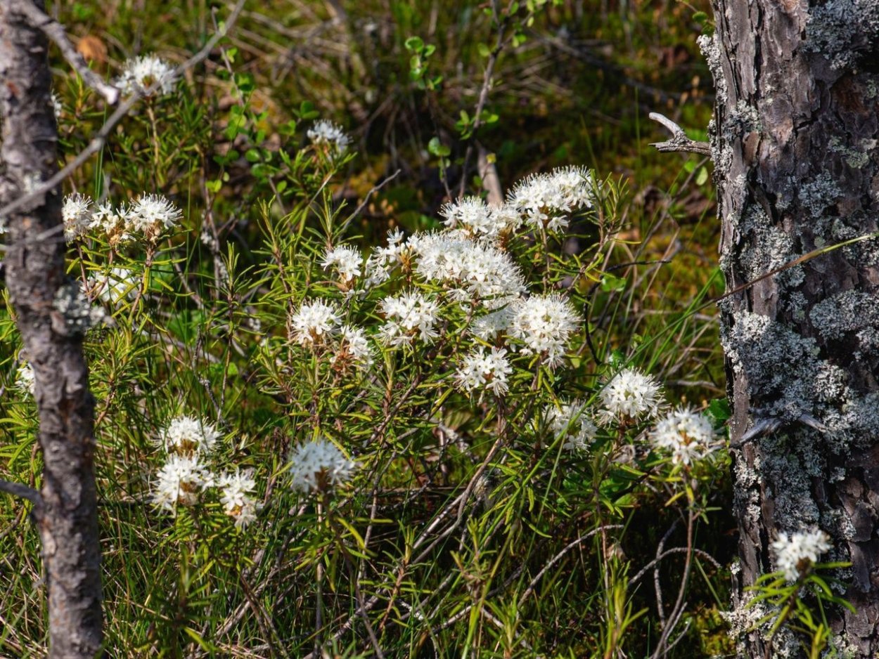 Сабельник растение болот болотный