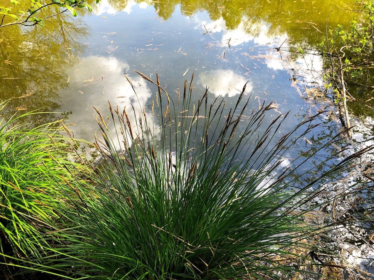 Хаикта Болотная трава